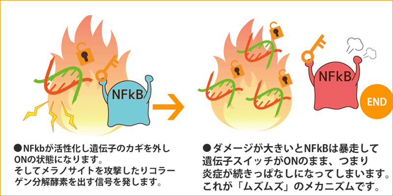 キチンナノファイバーでNF-kbの暴走を抑える