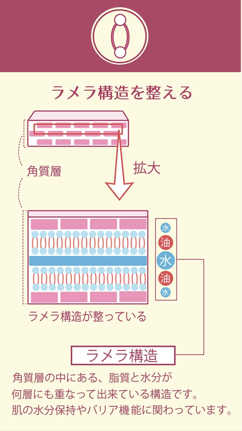 シャレコUVローションはラメラ構造を整えて美肌づくりができます