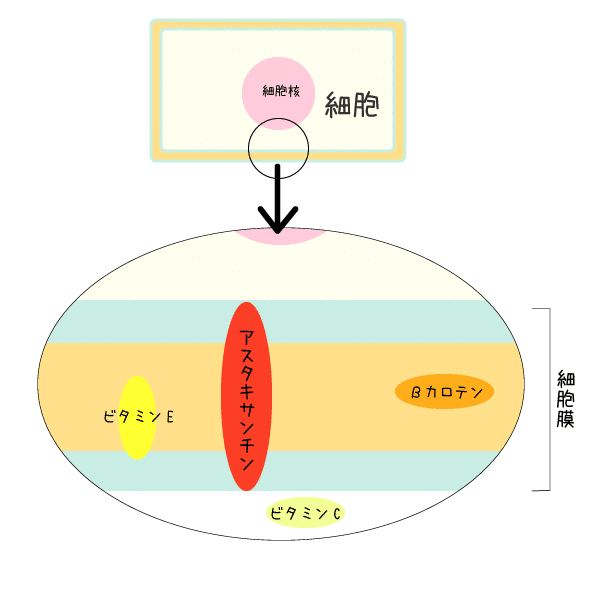 アスタキサンチンの抗酸化パワー