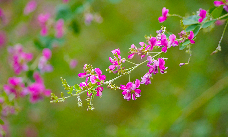 暑さが和らぎ、萩の花が咲き、穀物が実り始める頃