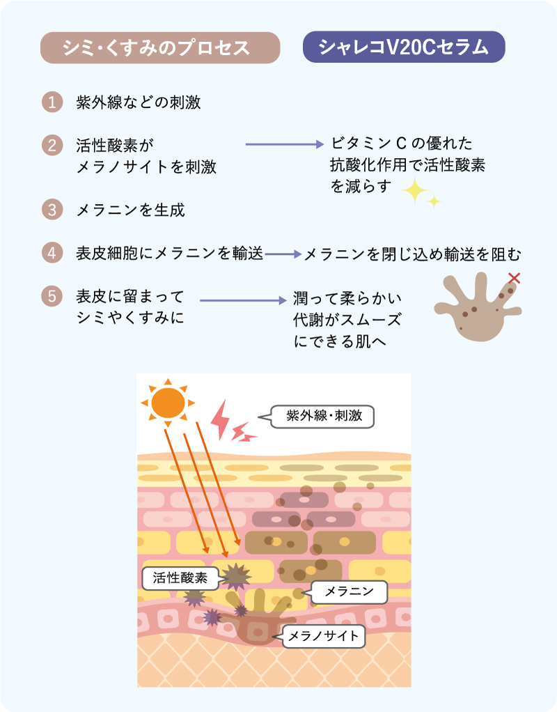 シャレコV20Cセラムがシミ、クスミをなくしていくプロセスを図解で解説します。