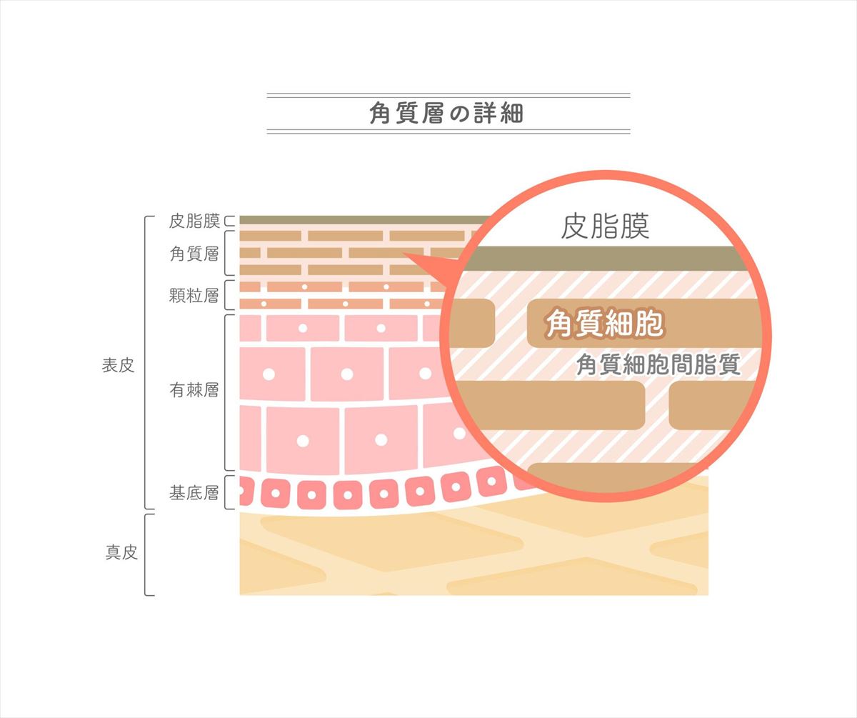 肌荒れの正体はバリア機能の破綻