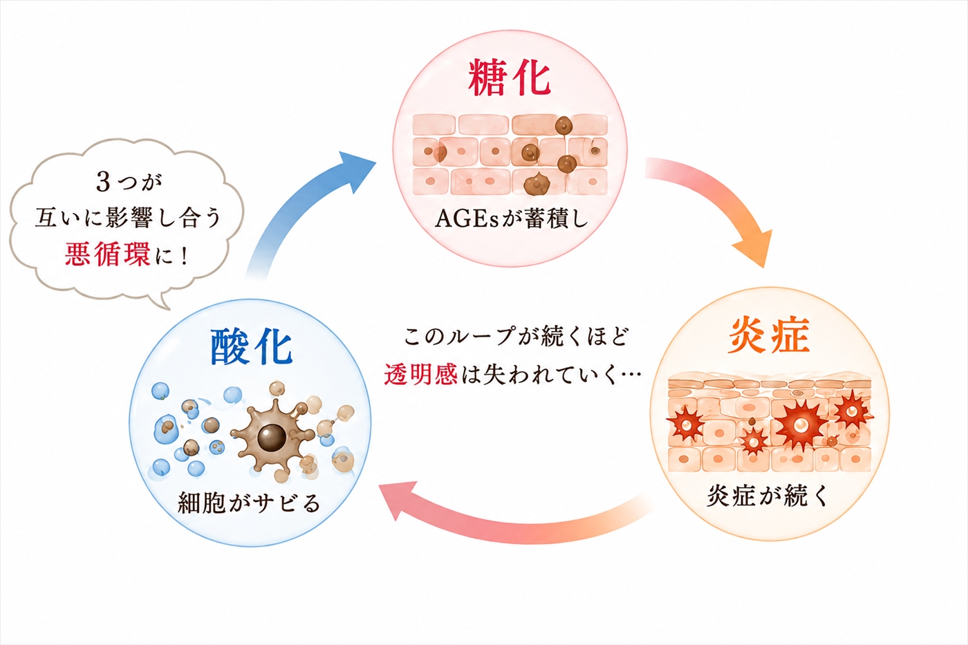 糖化・酸化・炎症は互いに影響し合いながら、肌の老化に関わっている