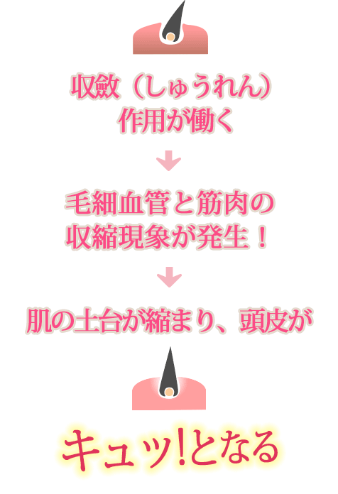 収れん作用が働く→毛細血管と筋肉の収縮現象が発生！→肌の土台が縮まり、頭皮がキュッ!となる