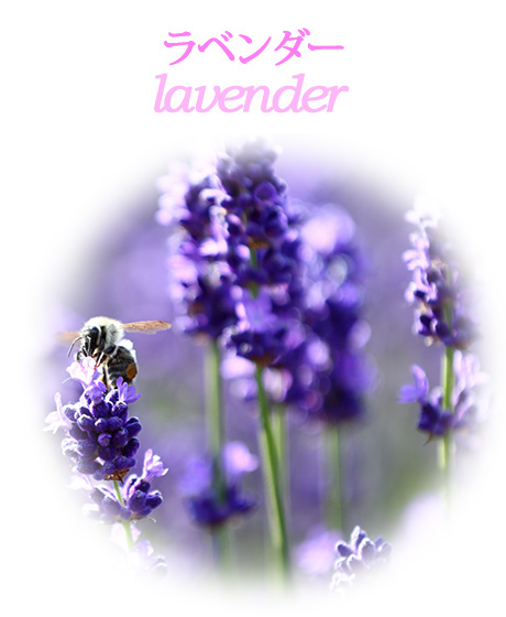 ラベンダーlavender