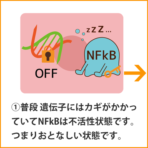 a_NFkB001