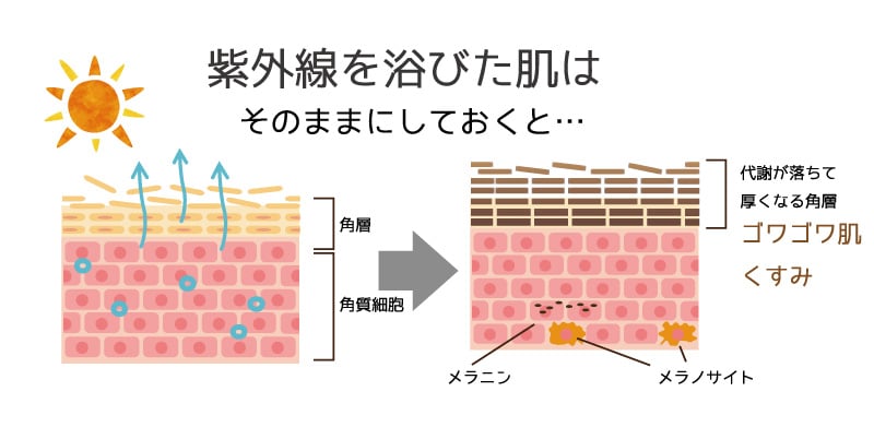 シャレコローションをしっかり与えると、もともとある保水力が働き、肌バリアの破壊を予防する